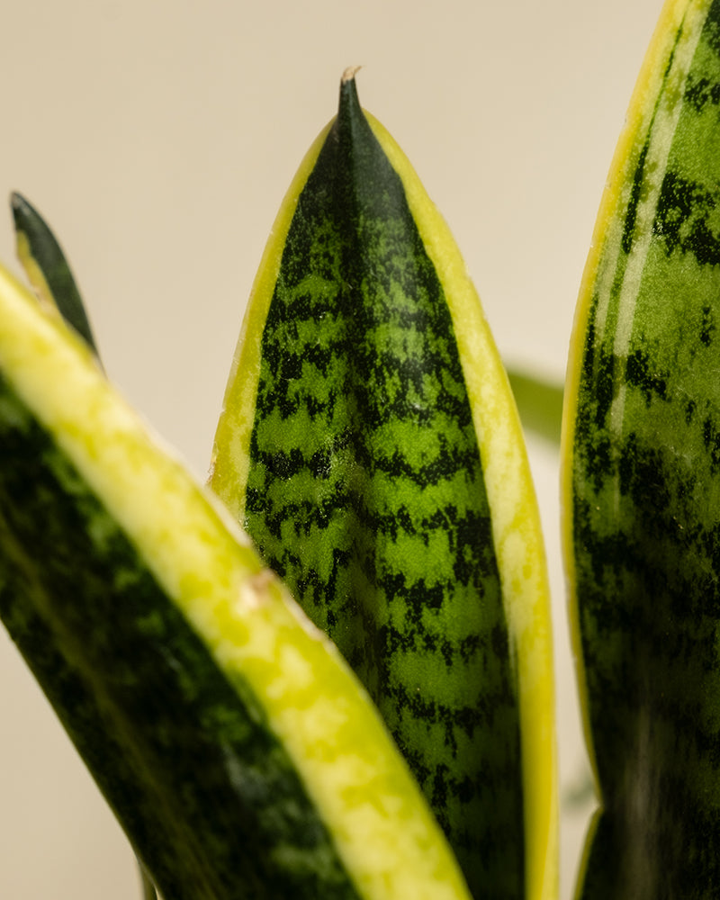 Nahaufnahme einer Schwiegermutterzunge (Sansevieria trifasciata 'Laurentii'), die ihre hohen, spitzen Blätter zeigt. Das grüne Laub weist komplizierte dunklere horizontale Streifen und gelbe Ränder auf, vor einem beigen, verschwommenen Hintergrund, der seine detaillierten Muster hervorhebt.