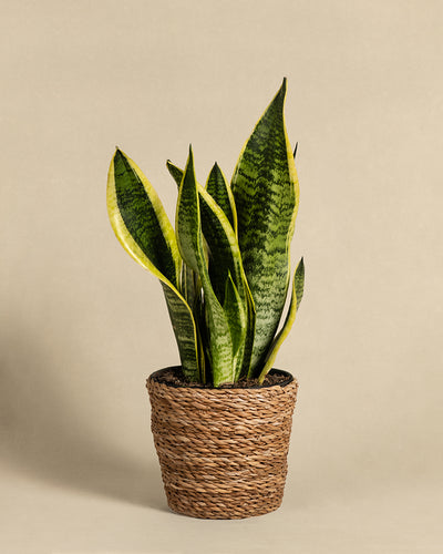 Eine eingetopfte Schwiegermutterzunge mit langen, aufrechten grünen Blättern mit gelben Rändern. Die Pflanze, auch Sansevieria trifasciata 'Laurentii' oder Bogenhanf genannt, steht in einem geflochtenen korbähnlichen Topf und steht vor einem schlichten beigen Hintergrund.