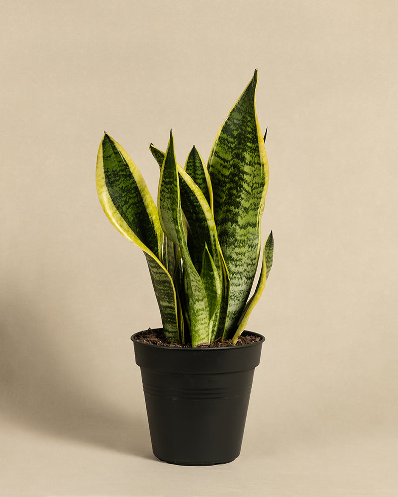 Eine Schwiegermutterzunge, allgemein als Sansevieria trifasciata 'Laurentii' oder Bogenhanf bezeichnet, steht in einem schwarzen Topf vor einem schlichten beigen Hintergrund. Die Pflanze hat hohe, aufrechte Blätter, die mit dunkelgrünen und hellgrünen Mustern geschmückt und mit gelben Rändern versehen sind. 