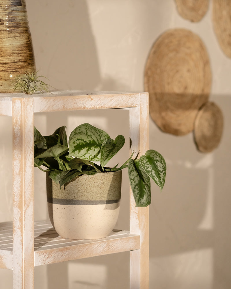 Eine eingetopfte Silber-Efeutute mit bunten grünen Blättern steht auf einem weißen Holzregal. Im Hintergrund hängen geflochtene Körbe an einer hellen Wand und werfen weiche Schatten. Sonnenlicht strömt hinein und schafft eine warme und heitere Atmosphäre.