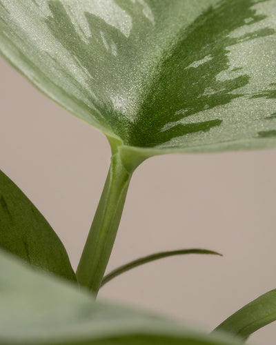 Nahaufnahme eines grünen Pflanzenstiels mit großen Blättern, die bunte Muster aufweisen. Die Blätter zeigen eine Mischung aus hellen und dunklen Grüntönen mit einer glatten, glänzenden Textur, die an das Pflanzen-Set fürs Regal erinnert, vor einem neutralen Hintergrund.