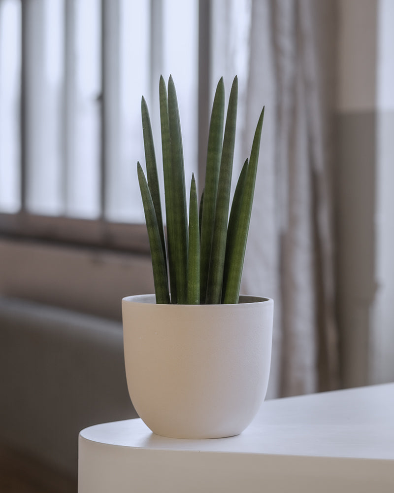 Eine Topfpflanze mit hohen, schlanken grünen Blättern in einem schlichten weißen Topf steht auf einer weißen Oberfläche. Im Hintergrund ist ein Fenster mit transparenten Vorhängen zu sehen, und die Szenerie scheint ein gut beleuchteter Raum zu sein.