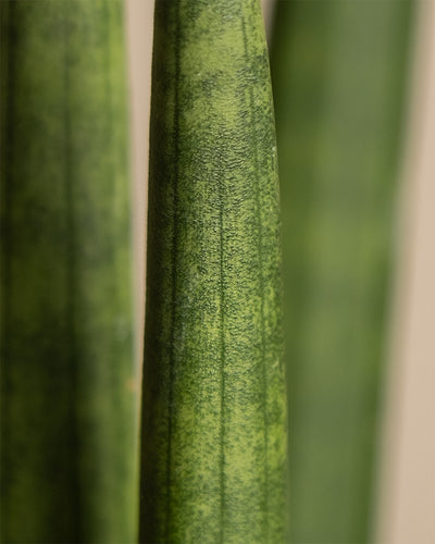 Nahaufnahme einer Straight, die ihre langen, dicken und aufrechten grünen Blätter mit subtilen vertikalen dunkelgrünen Streifen zeigt. Die Textur und Details der Blätter sind deutlich sichtbar und betonen ihre Robustheit und ihr gesprenkeltes Muster.