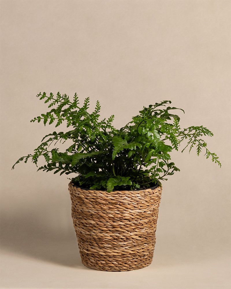 Ein üppiger grüner Streifenfarn sitzt in einem geflochtenen, naturbraunen Topf im Korbstil vor einem schlichten beigen Hintergrund. Die zarten, gewölbten Wedel der Pflanze bilden einen eleganten Kontrast zur Schlichtheit des Hintergrunds und der rustikalen Textur des Topfes.