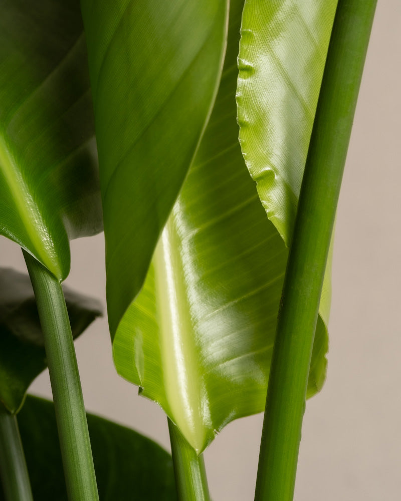 Nahaufnahme üppiger grüner tropischer Blätter und Stängel, die die glatte Textur und die leuchtende Farbe des Laubes zeigen. Das Bild fängt die reichen Details der natürlichen Struktur der Hydro • Grosse Strelitzie ein, wobei das Licht von der Oberfläche ihrer Blätter reflektiert wird.