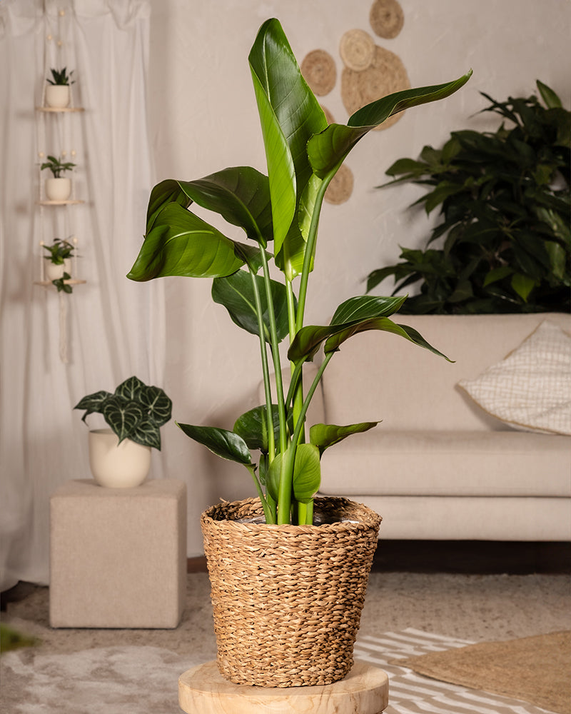 Eine große Strelitzie mit breiten grünen Blättern steht elegant in einem geflochtenen Blumentopf auf einem Holzhocker. Im Hintergrund sind ein Sofa, verschiedene andere Pflanzen und helles Dekor zu sehen, die eine gemütliche und natürliche Innenatmosphäre schaffen.