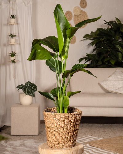 Eine große Strelitzie mit breiten grünen Blättern steht elegant in einem geflochtenen Blumentopf auf einem Holzhocker. Im Hintergrund sind ein Sofa, verschiedene andere Pflanzen und helles Dekor zu sehen, die eine gemütliche und natürliche Innenatmosphäre schaffen.