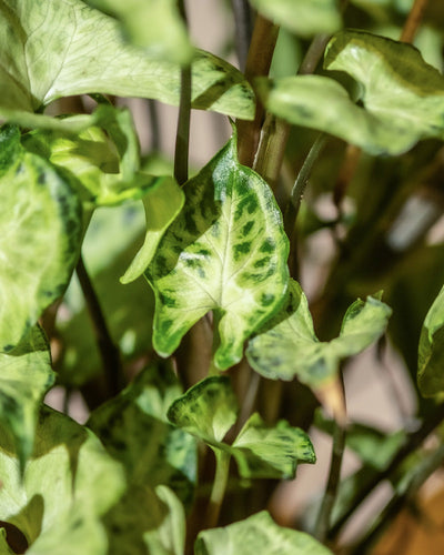 Nahaufnahme einer Hydro • Syngonium Batik-Pflanze mit hellgrünen Blättern und dunkelgrünen Markierungen. Die herzförmigen Blätter weisen eine glänzende Textur auf, die an ein Batikmuster erinnert, während die dünnen, braunen Stiele für Kontrast sorgen. Der Hintergrund ist leicht verschwommen, wodurch das lebendige und umweltfreundliche Blattwerk hervorgehoben wird.