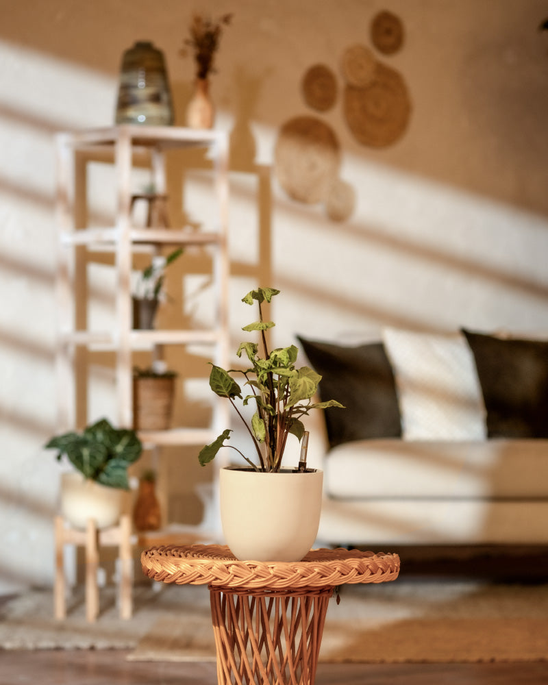 Ein gemütliches, sonnendurchflutetes Wohnzimmer zeigt im Vordergrund einen Hydro • Syngonium Batik-Topf auf einem Korbtisch. Im Hintergrund stehen ein beiges Sofa mit Kissen, eine weitere Pflanze auf einem Holzständer und ein weißes Regal mit Dekoartikeln. Gewebte Wandbehänge verleihen dem Dekor eine umweltfreundliche Note.