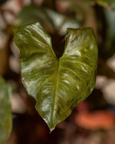 Nahaufnahme eines einzelnen, glänzenden, herzförmigen Hydro • Syngonium Brocante-Blattes mit dunkelgrüner Farbe. Die Blattoberfläche hat sichtbare Adern und eine leicht gewellte Textur. Der Hintergrund ist leicht verschwommen und zeigt Andeutungen anderer ähnlicher Blätter.