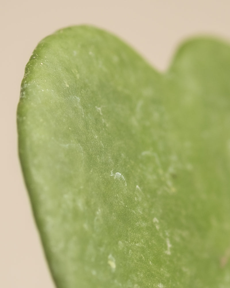 Nahaufnahme eines grünen, herzförmigen Sukkulentenblattes mit glatter Textur. Der Hintergrund ist verschwommen und beige, wodurch der Fokus auf den Blattrand gerichtet wird. In der Ferne sorgen Hinweise auf ein Tierfreundliches Pflanzen-Set für einen zusätzlichen Hauch von Grün.