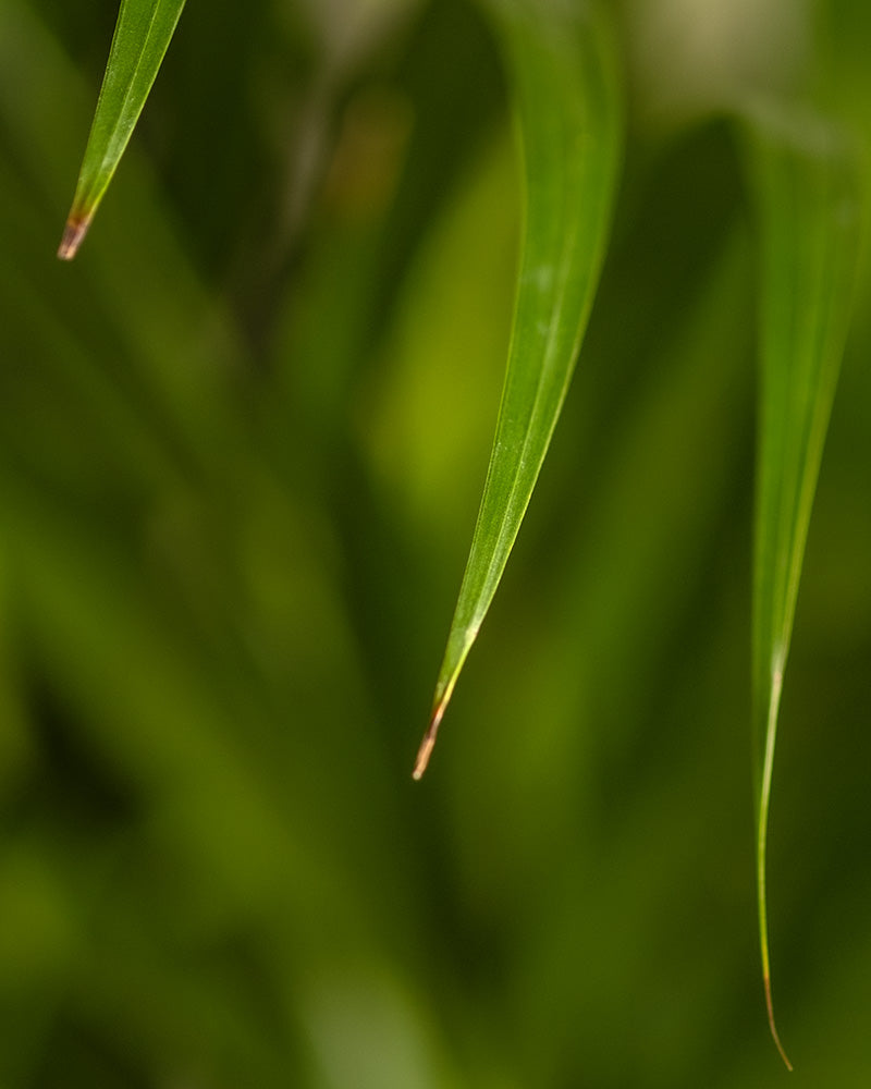 Nahaufnahme der Spitzen langer, schmaler grüner Blätter mit leicht braunen Rändern, typisch für ein tierfreundliches Pflanzen-Set. Der Hintergrund ist unscharf und zeigt weitere grüne Blätter mit einem Bokeh-Effekt. Das Bild konzentriert sich auf die scharfen Spitzen und die subtile Textur des Laubes.