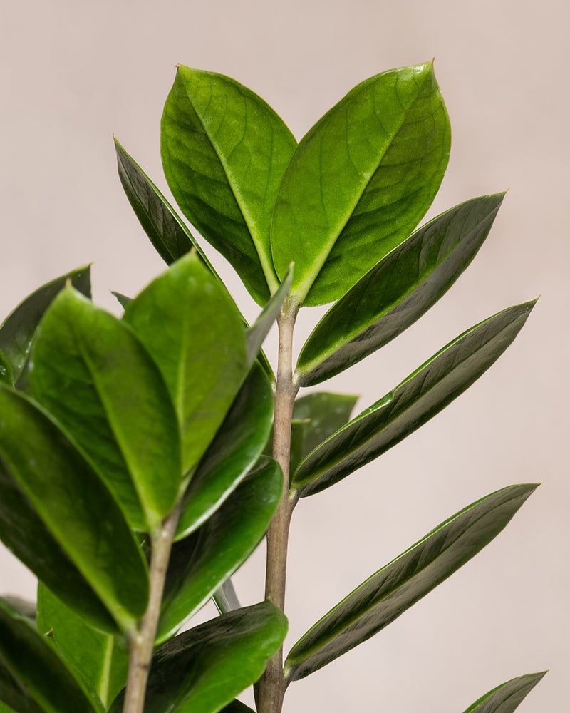 Nahaufnahme eines Trio Infernale (Zamioculcas zamiifolia), auch bekannt als Glücksfeder, mit glänzenden, dunkelgrünen, ovalen Blättern, die abwechselnd entlang glatter, aufrechter Stängel vor einem neutralen Hintergrund wachsen.