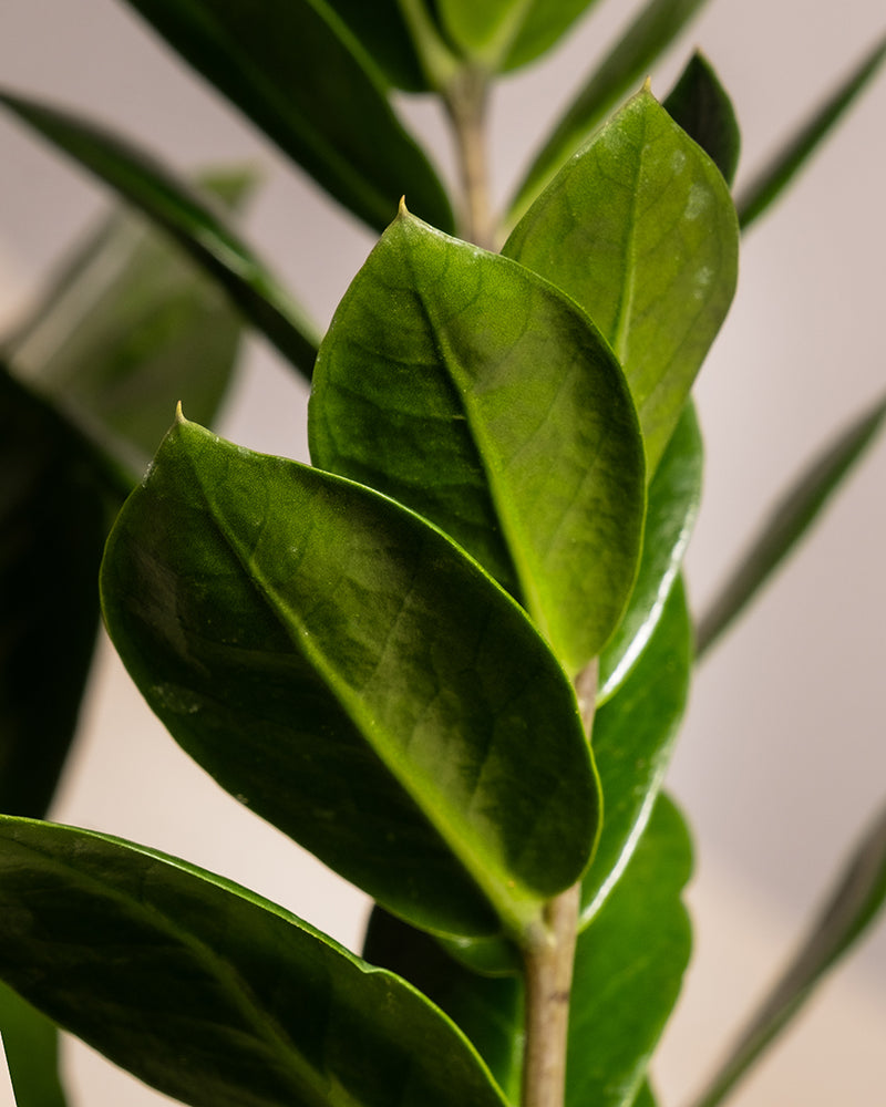 Nahaufnahme einer Zamioculcas zamiifolia (Zamioculcas zamiifolia), die ihre glänzenden, ovalen grünen Blätter auf einem dicken Stiel zeigt. Der Hintergrund ist verschwommen, wodurch die glänzende Textur und die leuchtend grüne Farbe dieses Trio Infernale hervorgehoben werden, einer beliebten Wahl unter Zimmerpflanzenliebhabern.