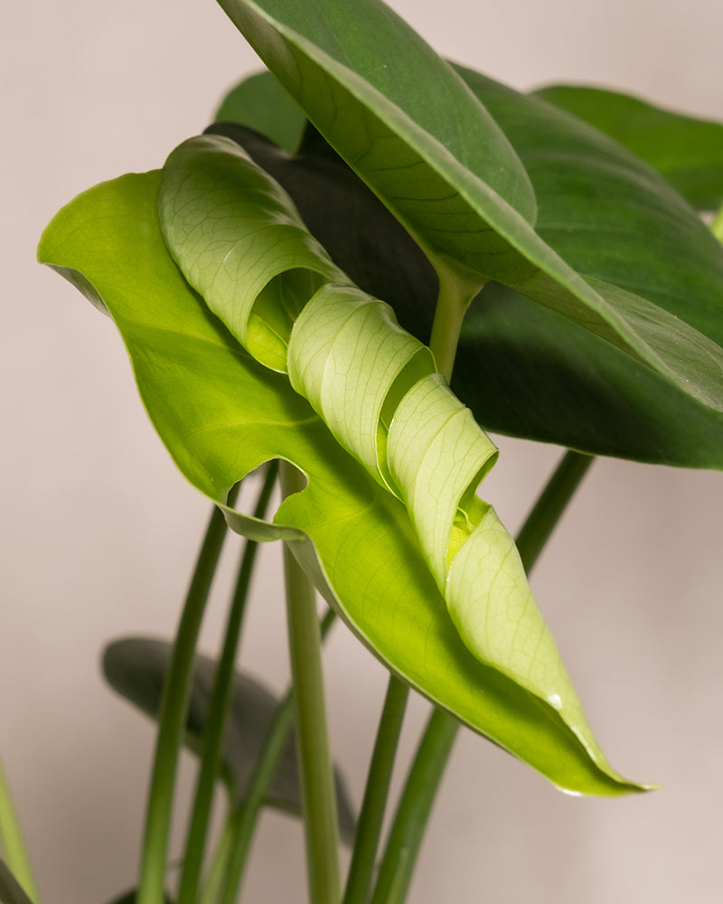 Nahaufnahme einer Monstera-Pflanze mit einem großen, hellgrünen, nach innen gekrümmten Blatt und mehreren anderen dunkelgrünen Blättern im Hintergrund. Das Bild hebt die komplexe Textur und Form des gekrümmten Blattes hervor, ein atemberaubendes Beispiel für die Schönheit des Trio Infernale.