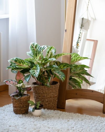 Drei Topfpflanzen aus dem Tropical Beauty Set stehen auf einem flauschigen weißen Teppich vor einem Spiegel mit Holzrahmen. Zwei der Pflanzen stehen in Weidenkörben, während die kleinste Algaonema „Cocomelon“ in einem weißen Keramiktopf präsentiert wird. Die leuchtenden, bunten grünen und rosa Blätter unterstreichen die tropische Ästhetik. Im Hintergrund ist ein Fenster mit transparenten Vorhängen zu sehen.