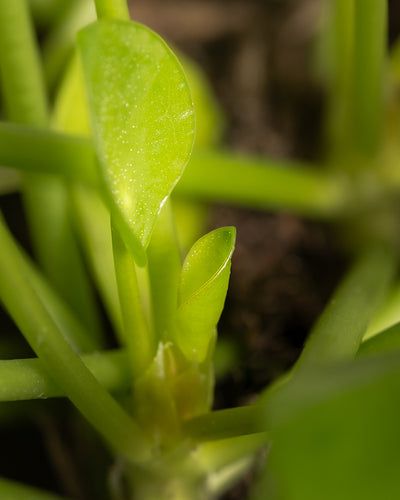 Detailaufnahme eines junges Blatt der Ufopflanze