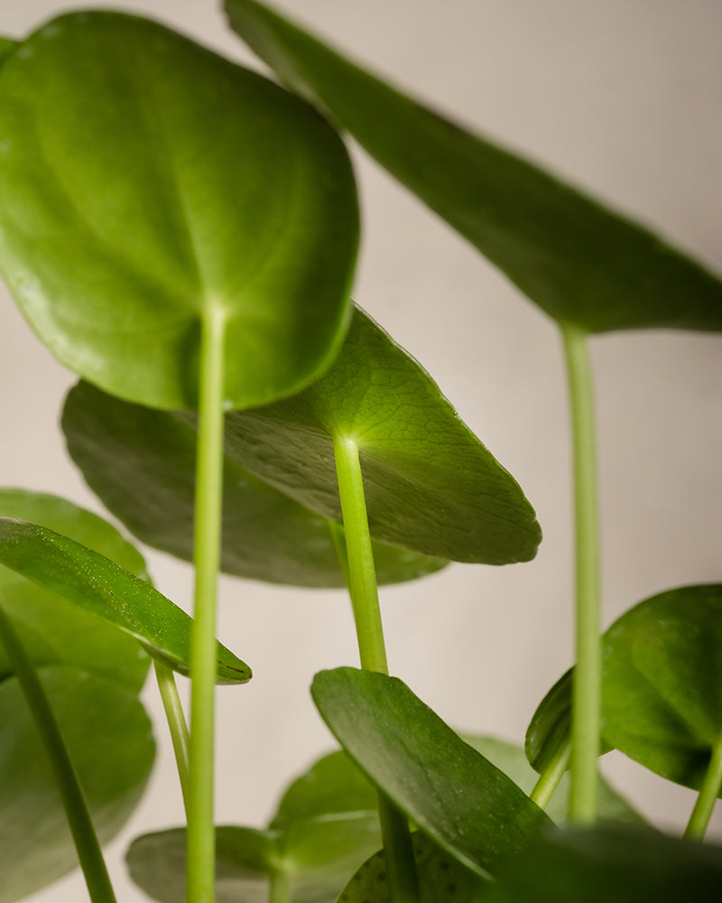 Nahaufnahme gesunder, grüner, münzförmiger Blätter einer Pilea peperomioides-Pflanze, auch bekannt als Pflanzen-Set fürs Regal. Die Blätter sind an langen, schlanken Stielen vor einem neutralen Hintergrund befestigt.