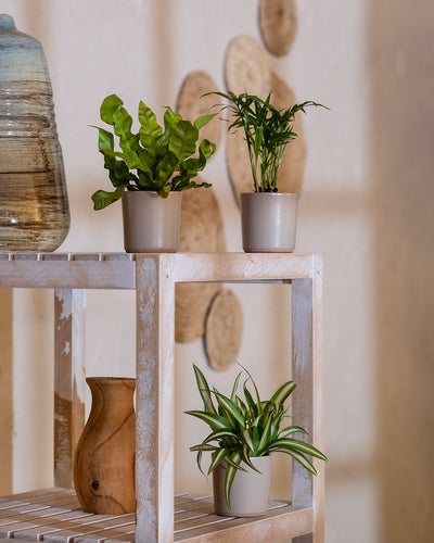 Drei eingetopfte *ungiftige Babypflanzen* stehen auf einem weißen Holzregal mit Dekoartikeln, darunter eine große Keramikvase und ein Holzkrug. Der Hintergrund besteht aus einer weißen Wand, die mit kreisförmigen Korbdekorationen geschmückt ist. Das Arrangement ist minimalistisch und gut durch natürliches Licht beleuchtet.