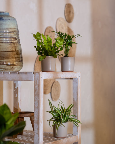 Auf einem Holzregal stehen drei Topfpflanzen verschiedener Arten des Ungiftiges Babypflanzen-Trios. Auf der obersten Ebene steht eine Keramikvase in Blau- und Beigetönen. Im Hintergrund ist eine beige Wand mit runden, gewebten Dekorationen verziert. Die Szene ist sanft beleuchtet und schafft eine gemütliche Atmosphäre, die optimal für die Dekoration von Ungiftig für Katzen und Hunde geeignet ist.