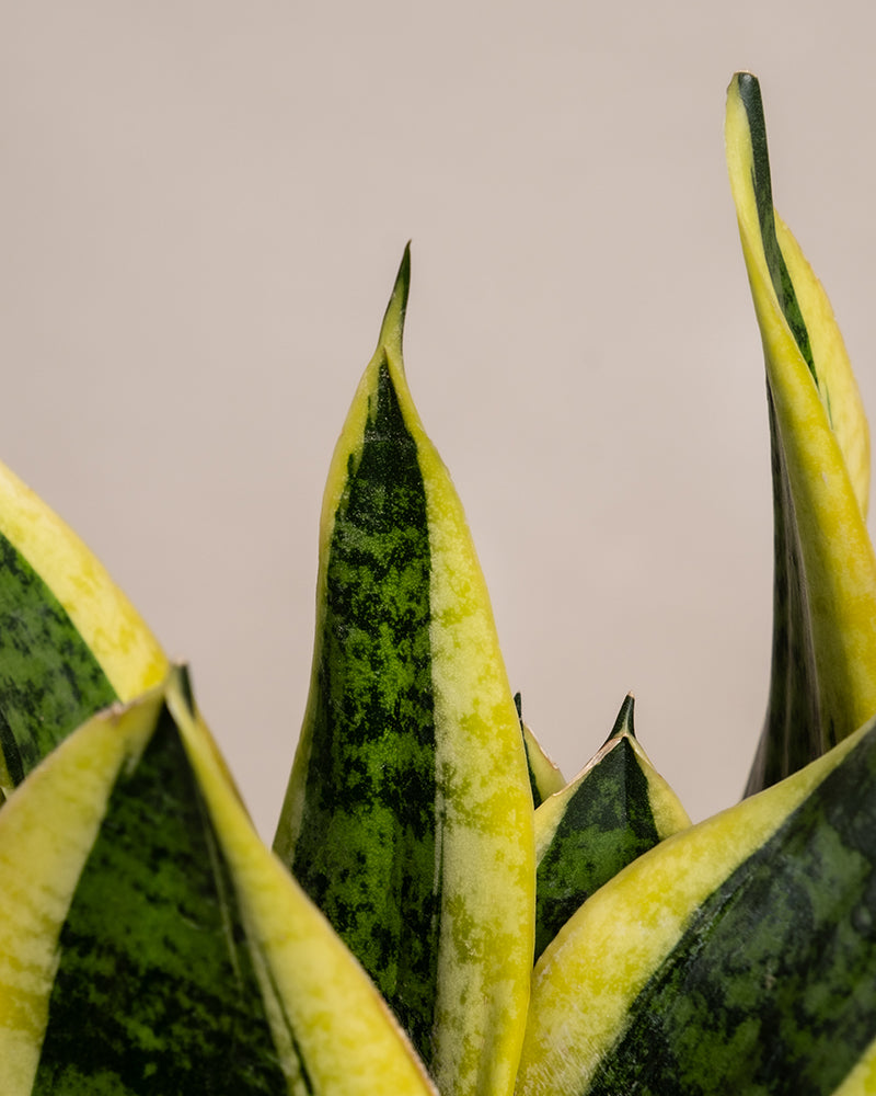 Nahaufnahme der spitzen Blätter eines Unzerstörbaren Duos, die Grüntöne mit gelben Rändern auf jedem Blatt aufweisen. Der Hintergrund ist ein schlichtes, hellbeiges Farbschema.