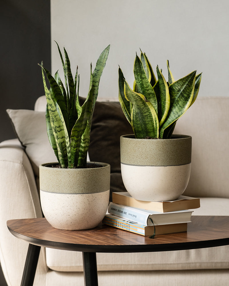 Zwei Keramiktöpfe „Unzerstörbares Duo“ in Grün und Beige stehen auf einem Couchtisch aus Holz. Ein Topf steht auf einem Stapel von zwei Büchern. Im Hintergrund steht ein helles Sofa vor einer neutralen Wand. Die Szene ist ruhig und einladend, mit einer minimalistischen Ästhetik.