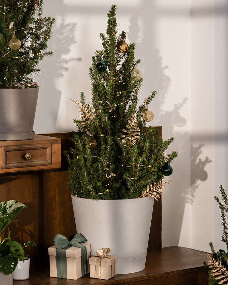 Ein kleiner Weihnachtsbaum im Topf, geschmückt mit goldenen und schwarzen Ornamenten und dekorativen Zweigen, steht auf einem Holzschrank neben einer grünen Pflanze und zwei mit Bändern verpackten Geschenken. Sonnenlicht wirft Schatten an die Wand und sorgt für eine festliche Atmosphäre.