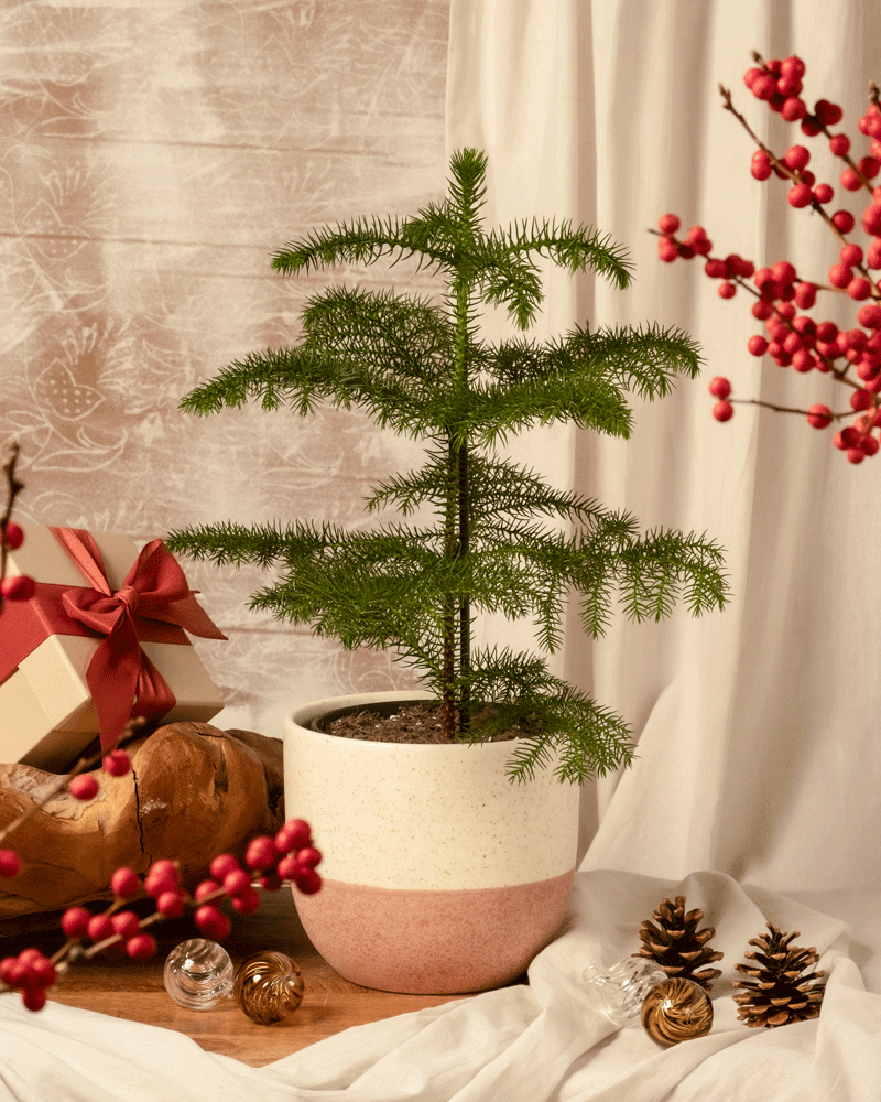 Ein kleiner immergrüner Baum, der Weihnachtsbaum im Topf, in einem rosa-weißen Topf ist von festlichen Dekorationen umgeben, darunter verpackte Geschenke, rote Beeren und Tannenzapfen, vor dem Hintergrund durchsichtiger Vorhänge.