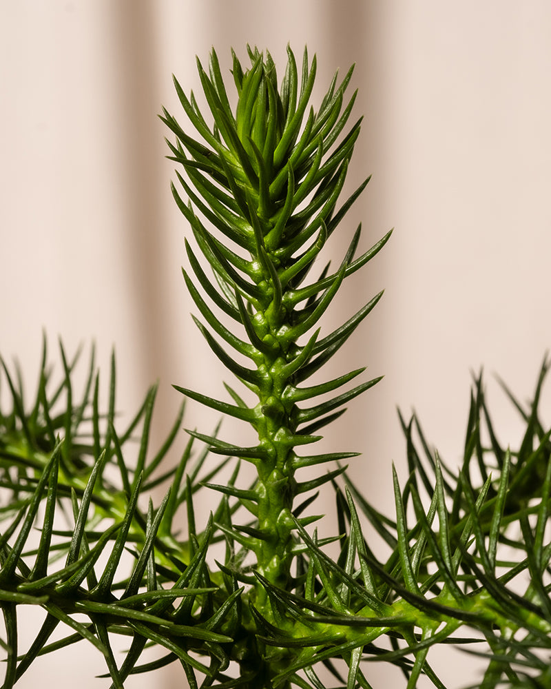 Nahaufnahme eines grünen Weihnachtsbaum-im-Topf-Zweiges mit spitzen, stacheligen Blättern vor einem neutralen Hintergrund. Die komplizierte Struktur dieser beliebten „Zimmer-Tanne“ erzeugt ein dramatisches, symmetrisches Muster.