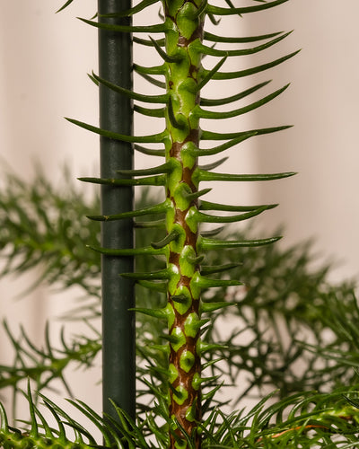 Nahaufnahme des Stammes eines Weihnachtsbaums im Topf, allgemein als Zimmer-Tanne bezeichnet, mit grünen, stacheligen, schuppenartigen Blättern, die sich spiralförmig um den Stamm winden. Der weiche, neutrale Hintergrund betont das komplizierte Muster und die Textur dieser Araucaria heterophylla-Pflanze.