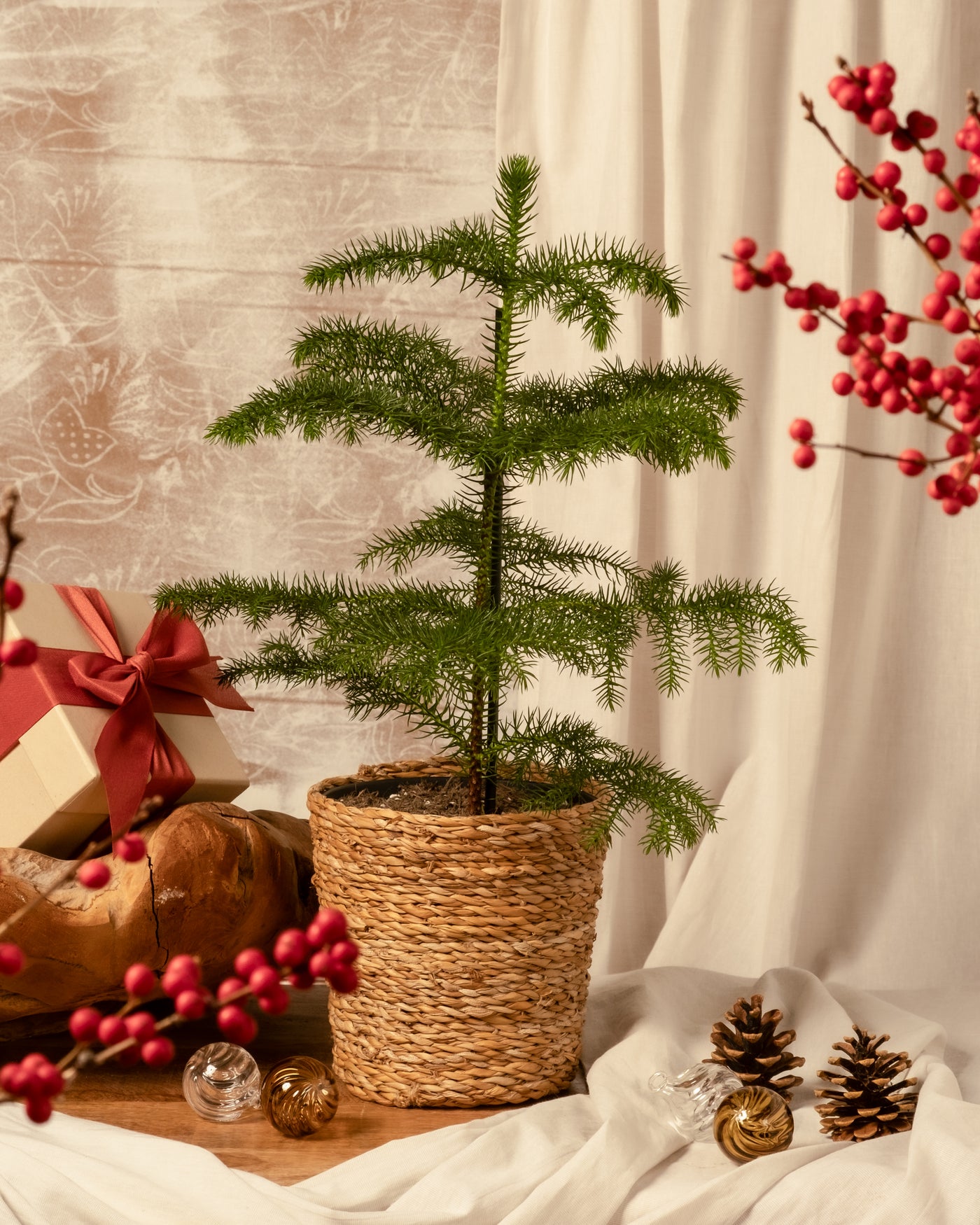 Ein Weihnachtsbaum im Topf, eingebettet in einen geflochtenen Korb, steht auf einem Holztisch, umgeben von Tannenzapfen und dekorativen Glaskugeln. Rote Beeren und eine Geschenkbox mit roter Schleife verstärken die festliche Atmosphäre vor einem weißen Vorhang im Hintergrund.