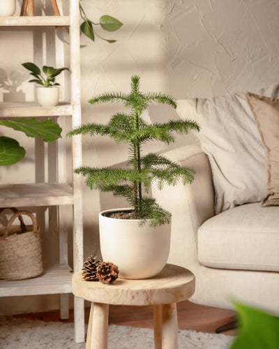 Ein kleiner Weihnachtsbaum im Topf in einem weißen Topf steht auf einem Holzhocker neben einem beigen Sofa. Im Hintergrund befindet sich ein Regal mit verschiedenen Topfpflanzen, an deren Fuß Tannenzapfen platziert sind, was eine gemütliche, natürliche Atmosphäre schafft.