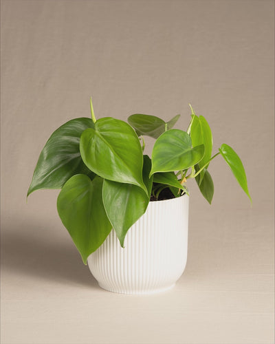 Philodendron scandens