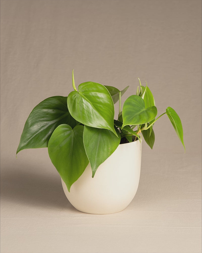 Philodendron scandens