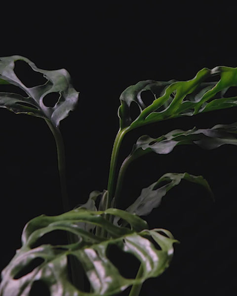 Sich drehende Monstera obliqua 'Peru' in dunklem feey Keramiktopf vor schwarzem Hintergrund.