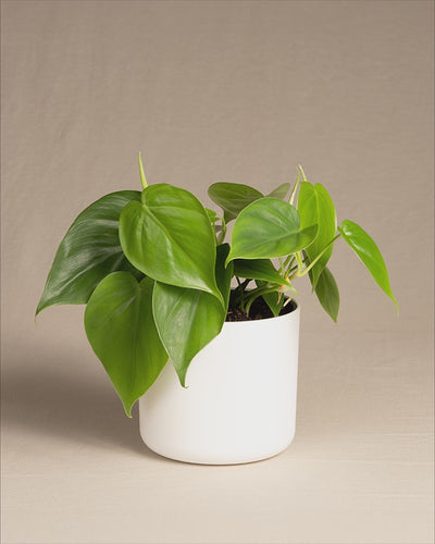 Philodendron scandens