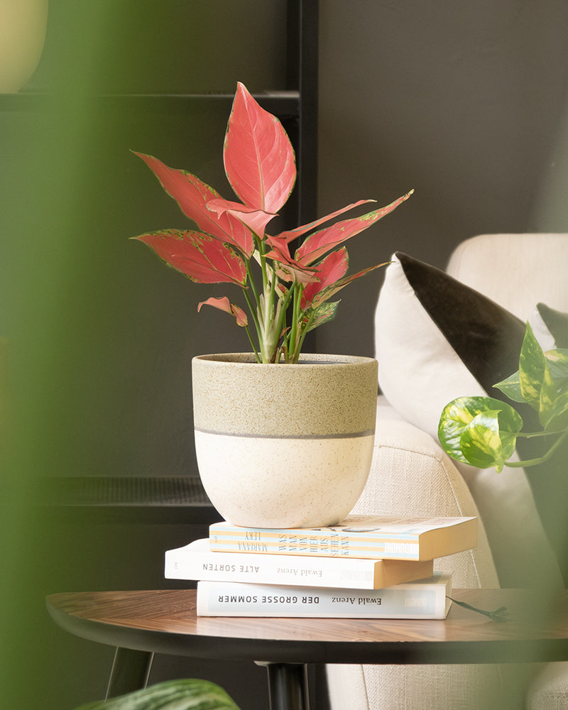 Eine Topfpflanze mit rosa und grünen Blättern steht auf einem kleinen Holztisch, der mit gestapelten Büchern geschmückt ist. Im Hintergrund sind ein beiger Sessel mit dunklem Kissen und eine weitere Zimmerpflanze mit grünen Blättern teilweise sichtbar. Die Umgebung, die durch das Keramik-Topfset „Variado“ (2 × 18, 2 × 14) noch verstärkt wird, hat eine gemütliche, wohnliche Atmosphäre.