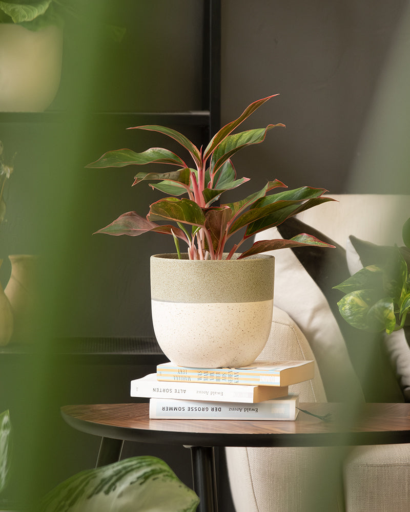 Eine Topfpflanze mit breiten, grünen und rosa Blättern steht auf einem Stapel Bücher auf einem Holztisch. Im Hintergrund sind ein heller Sessel und weitere Pflanzen im lebendigen Keramik-Topfset „Variado“ (3 × 16) zu sehen, wobei im Vordergrund grüne Blätter die Sicht teilweise verdecken.