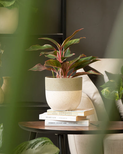 Ein beiges Keramik-Topfset 'Variado' (16, 14, 7) mit grünen Zimmerpflanzen steht auf einem Stapel von drei Büchern auf einem Holztisch. Im Hintergrund sind ein beigefarbener Sessel und verschwommenes Grün zu sehen, was eine gemütliche und natürliche Innenatmosphäre schafft.