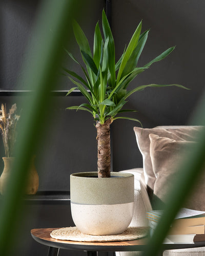 Eine Yucca-Pflanze im Topf steht auf einem Beistelltisch aus Holz in einem stilvollen Raum mit einer schwarzen Wand. Die Pflanze steht in einem großen Keramik-Topfset „Variado“ (2 × 18, 2 × 14), das hellgrau und beige ist. Im Hintergrund sind ein beiges Sofa mit Plüschkissen und ein Stapel Bücher zu sehen, teilweise eingerahmt von grünen Blättern.