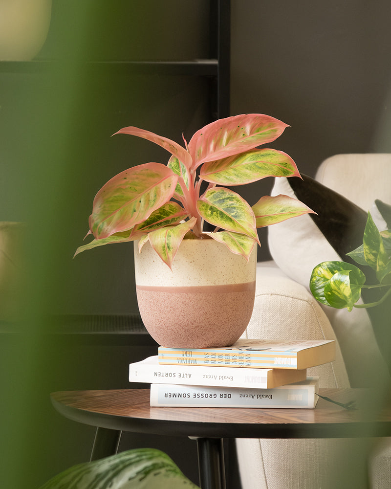Eine kleine Topfpflanze mit rosa und grünen Blättern steht auf einem Stapel Bücher auf einem Holztisch. Das Keramik-Topfset „Variado“ (2 × 18, 2 × 14) hat ein beiges und rotbraunes Farbmuster. Der Hintergrund umfasst ein weißes Sofa und andere Zimmerpflanzen, wobei grüne Blätter das Bild teilweise umrahmen.