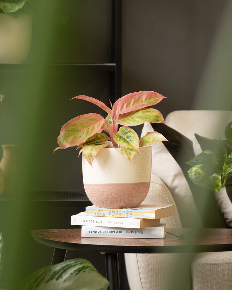 Eine Topfpflanze mit leuchtend grünen und rosa Blättern steht auf einem Stapel Bücher auf einem Holztisch. Im Hintergrund sind ein beiger Stuhl und ein weiteres grünes Keramik-Topfset „Variado“ (22, 18, 16, 14, 3 × 7) zu sehen, die einen gemütlichen und einladenden Innenraum schaffen. Das Bild hat einen weichen Fokus auf den Vordergrund.