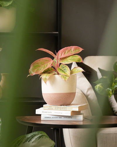 Eine Pflanze mit bunten Blättern in Grün- und Rosatönen steht in einem handgefertigten Keramik-Topfset „Variado“ (3 × 16) in zwei Beige- und Terrakottatönen auf einem Holztisch auf zwei gestapelten Büchern. Im Hintergrund sind ein cremefarbener Stuhl und eine weitere Blattpflanze zu sehen, die teilweise von verschwommenen grünen Blättern im Vordergrund verdeckt wird.