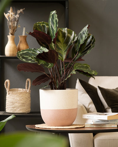 Eine Calathea-Pflanze in einem Keramik-Topfset „Variado“ (22, 18, 16, 14, 3 × 7) mit bunten Blättern steht auf einem hölzernen Couchtisch neben einem Stapel Bücher in einem gemütlichen Wohnzimmer. Im Hintergrund sind ein Weidenkorb, zwei Holzvasen mit Trockenblumen und ein beiges Sofa zu sehen, die eine warme und einladende Atmosphäre schaffen.