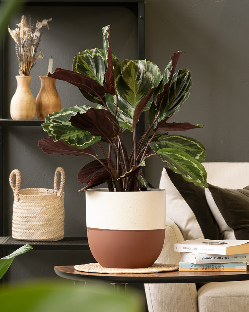 Calathea Roseopicta in einem rotbraun Variado Topf von feey im Wohnzimmer