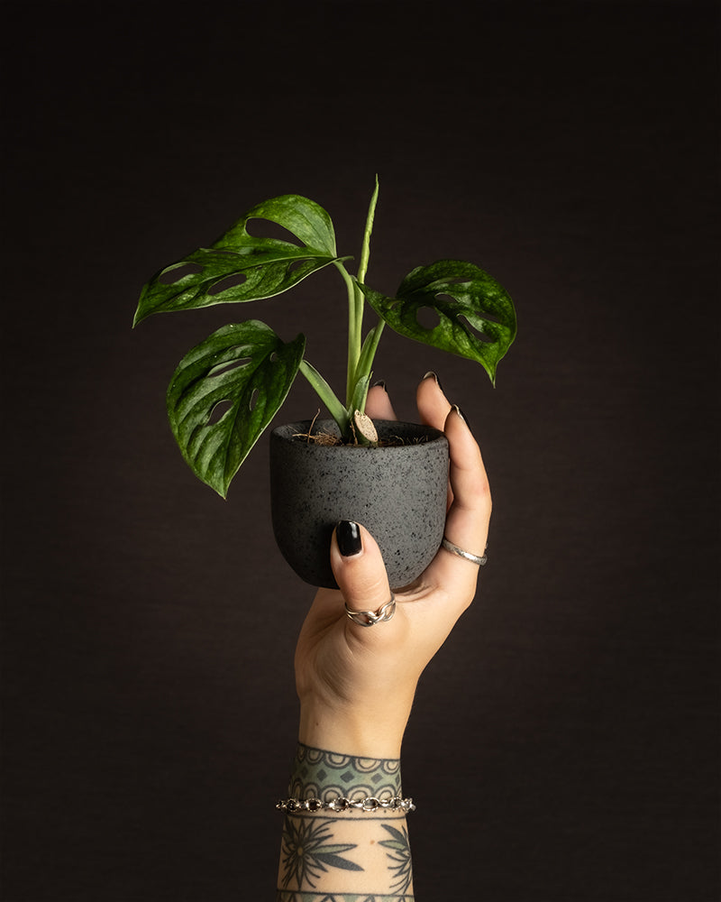 Eine tätowierte Hand mit schwarzem Nagellack hält eine kleine eingetopfte Monstera adansonii 'Mint' Babypflanze vor einem dunklen Hintergrund. Die Pflanze hat glänzende, panaschierte Blätter mit natürlichen Löchern und steht in einem strukturierten dunkelgrauen Topf. Mehrere Ringe zieren die Finger und verstärken den spannenden Kontrast.