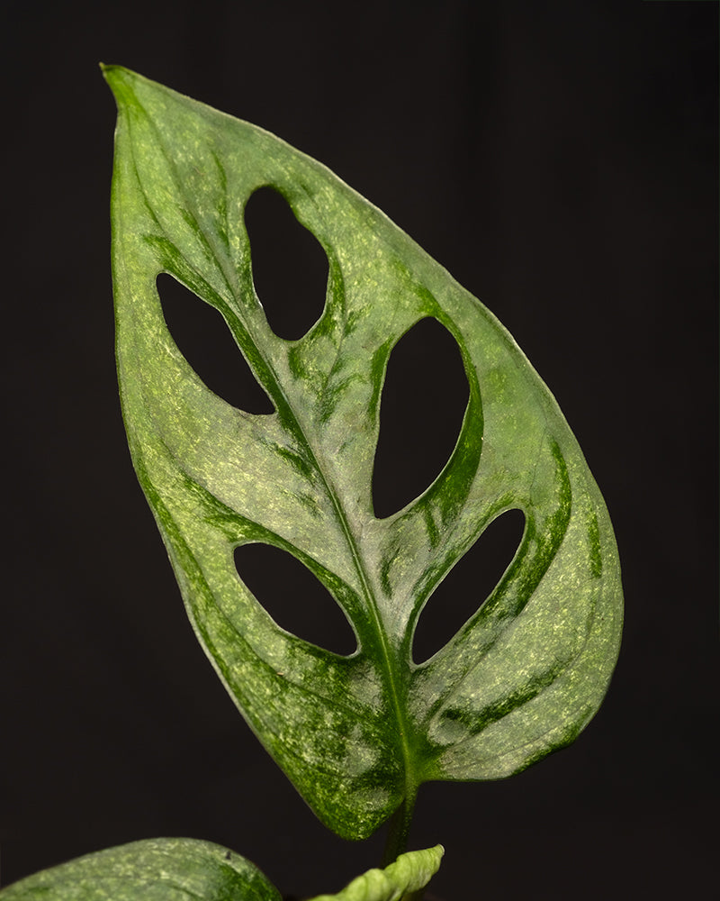 Nahaufnahme eines Blattes der Monstera adansonii 'Mint' Babypflanze vor dunklem Hintergrund. Das grüne, herzförmige Blatt weist deutliche ovale Löcher und Fensterungen auf, hat eine leicht glänzende Textur und sichtbare Adern und zeigt das einzigartige und charakteristische Blattmuster der Pflanze.