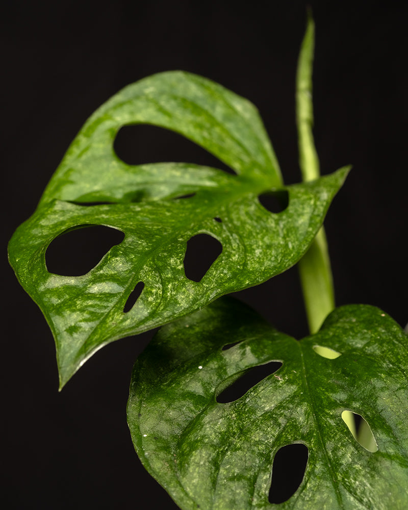 Nahaufnahme von zwei grünen Blättern der Babypflanze Monstera adansonii 'Mint' vor schwarzem Hintergrund. Die Blätter haben charakteristische natürliche Löcher und sind glänzend und sehen gesund aus. Im Hintergrund sprießt ein neues Blatt und zeigt die hervorragenden Ergebnisse sorgfältiger Pflanzenpflege.