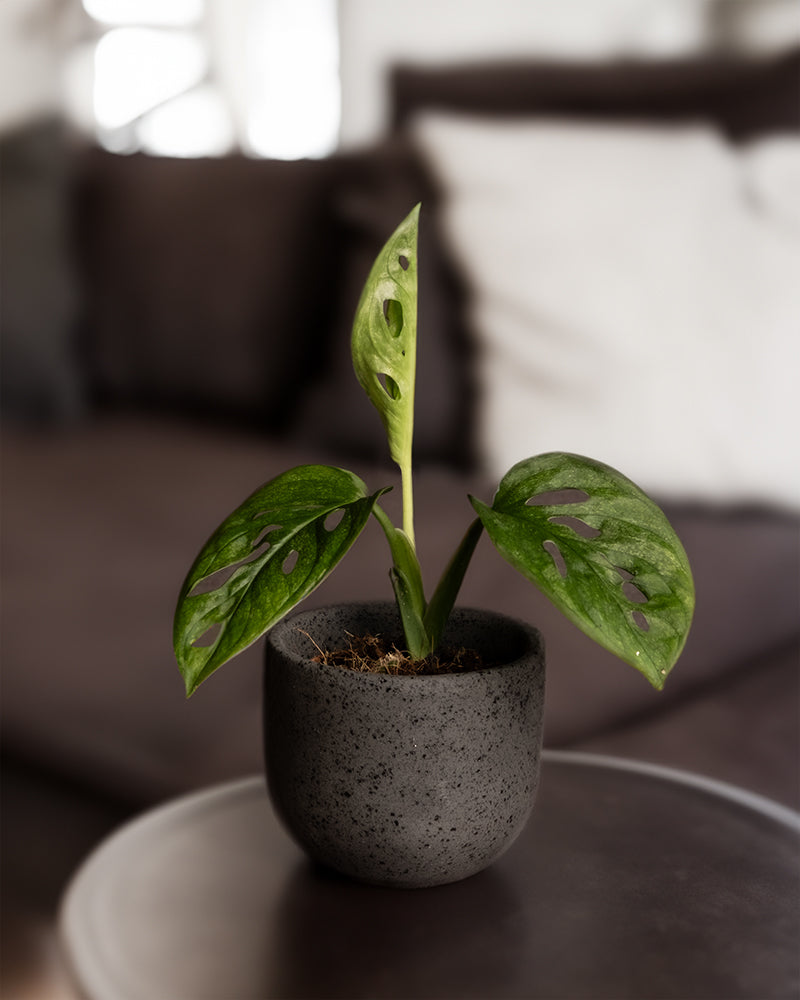 Eine kleine Monstera adansonii 'Mint' Babypflanze im Topf mit grünen, teilweise panaschierten Blättern steht auf einem runden, dunkelgrauen Tisch. Der strukturierte schwarze Topf kontrastiert mit dem unscharfen Hintergrund, auf dem ein dunkles Sofa mit weißen und dunklen Kissen zu sehen ist. Die Gesamtszene ist minimalistisch und modern, ideal für alle, die sich für Pflanzenpflege interessieren.