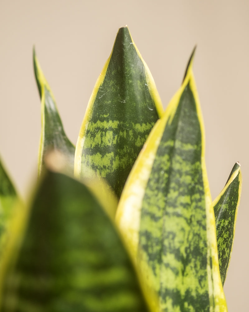 Nahaufnahme eines Trios für den farblosen Daumen (Schwiegermutterzunge) mit grünen, spitzen Blättern mit gelbem Rand. Die Blätter haben ein gesprenkeltes Muster und stehen aufrecht vor einem neutralen Hintergrund.